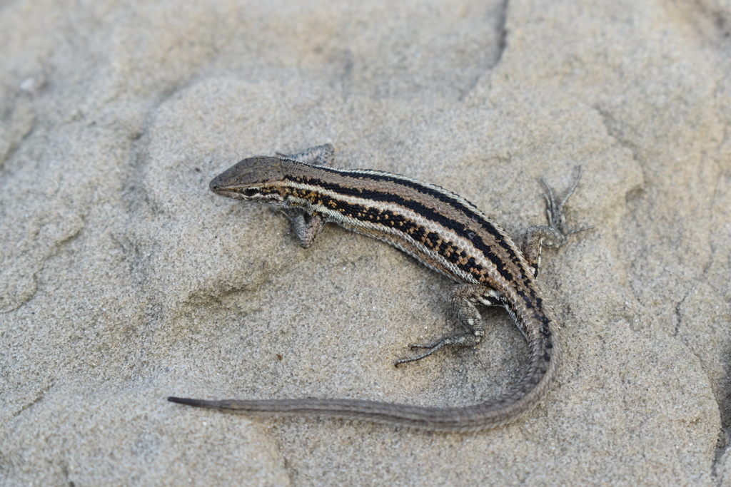 April Lizard Snake-eyed Lizard in April 2022 by Alexey Katz · iNaturalist
