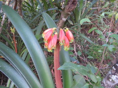 Clivia gardenii