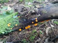 Favolaschia calocera