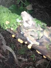 Favolaschia calocera