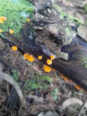 Favolaschia calocera