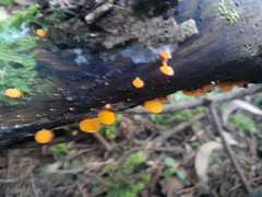 Favolaschia calocera