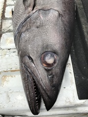 Ruvettus pretiosus