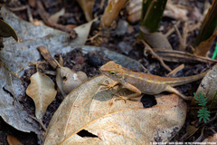 Calotes versicolor