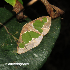 Celenna festivaria