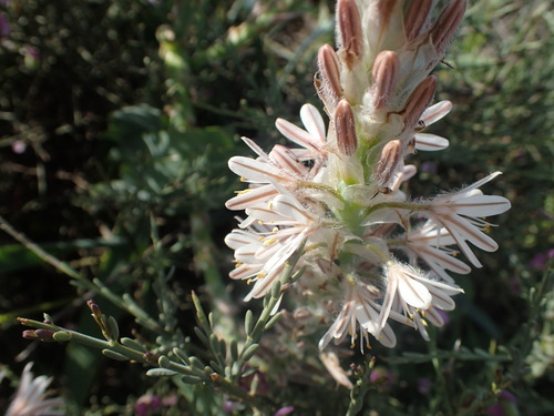 Image of Trachyandra falcata by no rights reserved