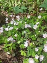 Oxalis acetosella
