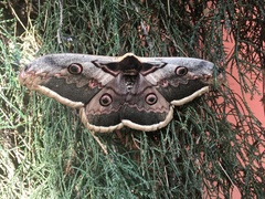 Saturnia pyri