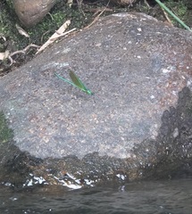 Neurobasis luzoniensis