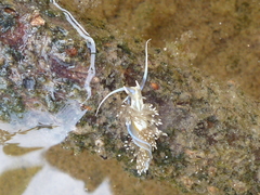 Dondice occidentalis