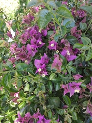Bougainvillea