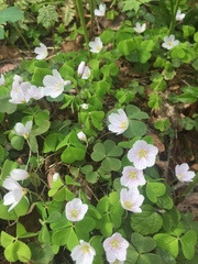 Oxalis acetosella