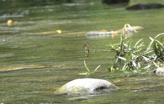 Onychothemis abnormis