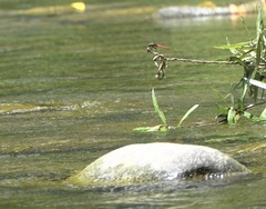 Onychothemis abnormis