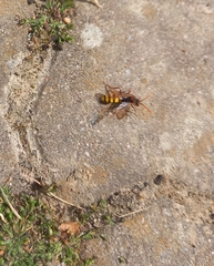 Nomada lathburiana