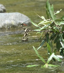 Onychothemis abnormis