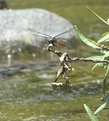 Onychothemis abnormis