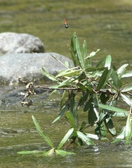 Onychothemis abnormis