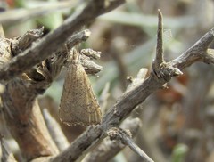 Hyperlais argillacealis
