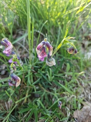 Lathyrus linifolius