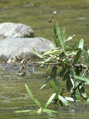 Onychothemis abnormis