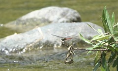 Onychothemis abnormis