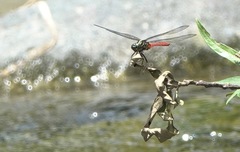 Onychothemis abnormis