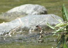 Onychothemis abnormis
