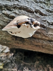 Fomes fomentarius