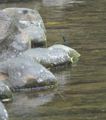 Neurobasis luzoniensis