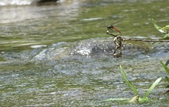 Onychothemis abnormis