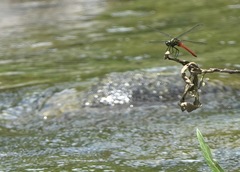 Onychothemis abnormis