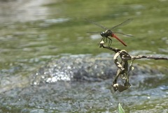 Onychothemis abnormis