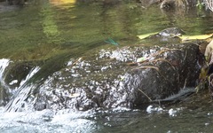 Neurobasis luzoniensis