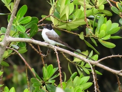 Tyrannus savana
