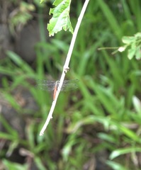 Onychothemis abnormis