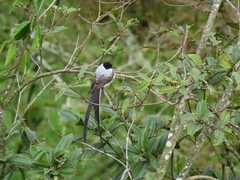 Tyrannus savana