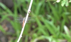 Onychothemis abnormis