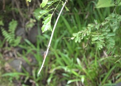 Onychothemis abnormis