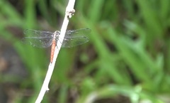 Onychothemis abnormis