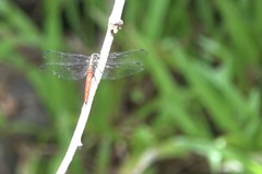 Onychothemis abnormis