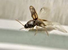 Conoderus bellus