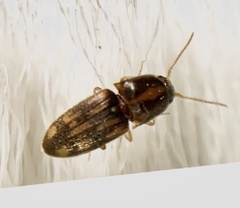 Conoderus bellus