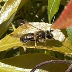 Andrena crataegi