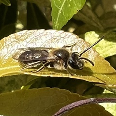 Andrena crataegi
