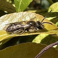 Andrena crataegi