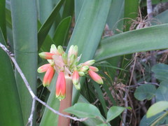 Clivia gardenii