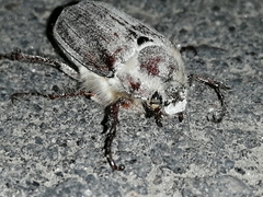 Melolontha hippocastani