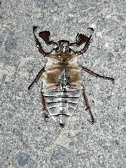 Melolontha hippocastani