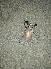 Melolontha hippocastani
